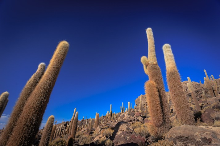 Cáctus gigantes na Ilha Incahuasi.