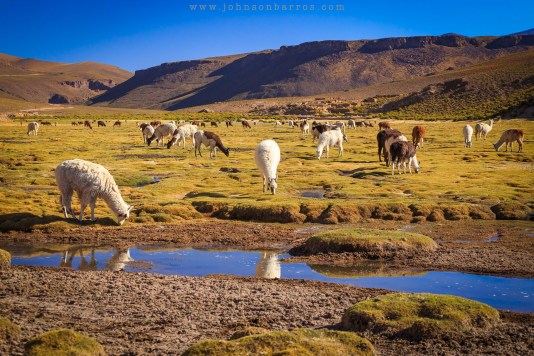 Estância Chackha e suas lhamas
