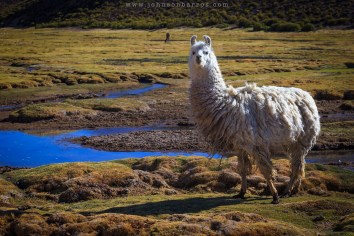 Lhama posando para foto