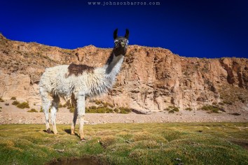 Lhama posando para foto