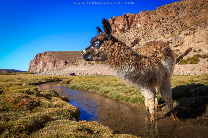 Olhar curioso da lhama enquanto eu tentava me aproximar