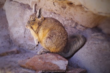 Viscacha sou eu!